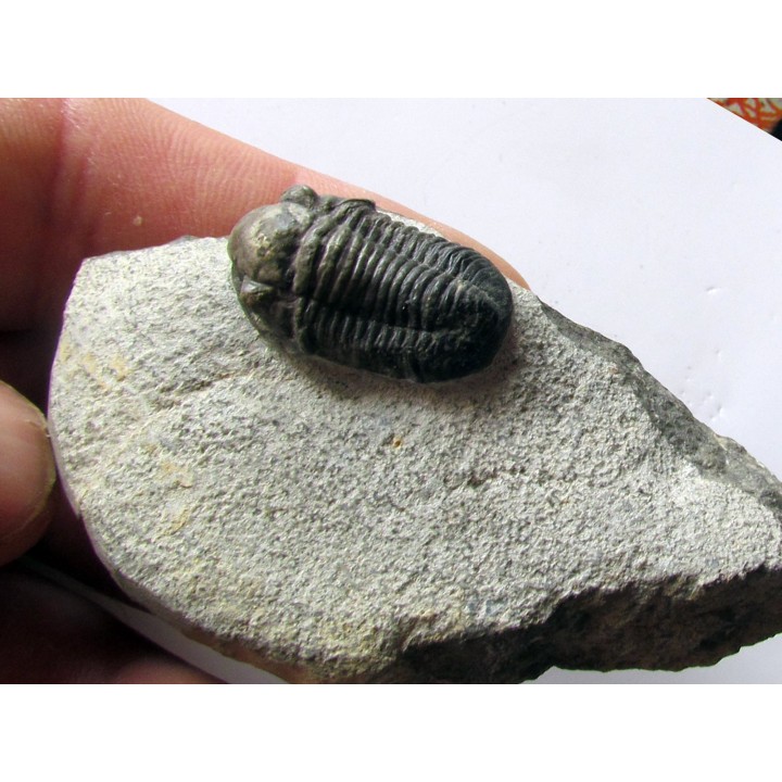 Gerastos Lessensis  (2)