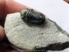 Gerastos Lessensis  (2)