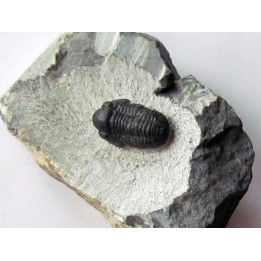 Gerastos Lessensis  (3)