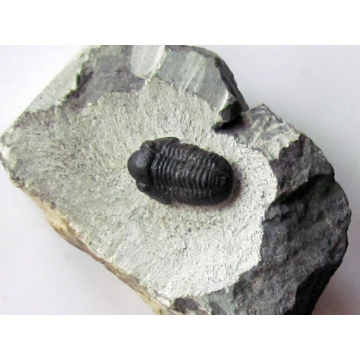 Gerastos Lessensis  (3)