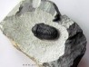 Gerastos Lessensis  (3)
