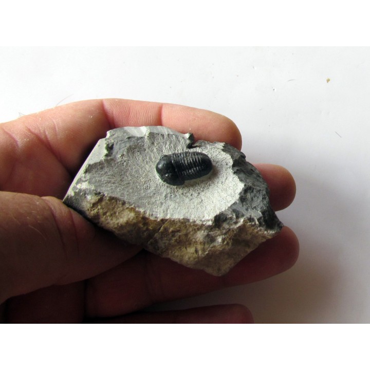 Gerastos Lessensis  (3)