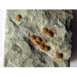 Morocconus notabilis (3)