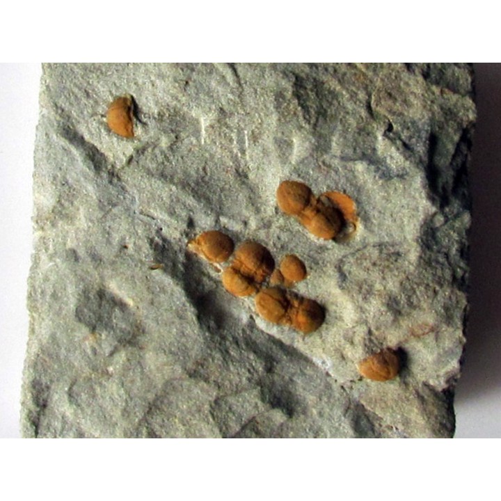 Morocconus notabilis (3)