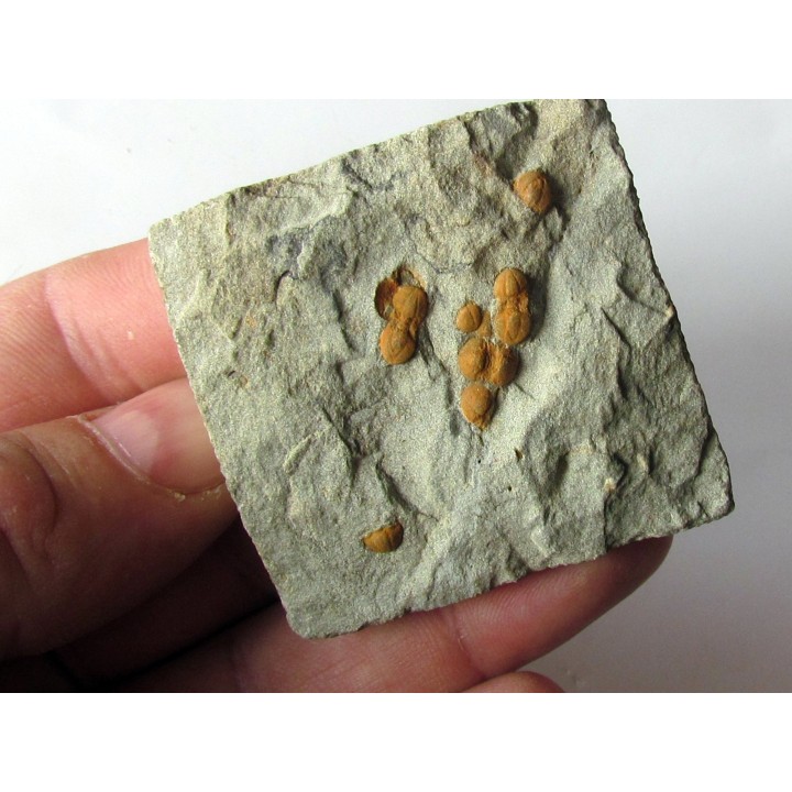 Morocconus notabilis (3)