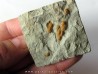 Morocconus notabilis (3)