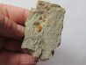 Morocconus notabilis (5)