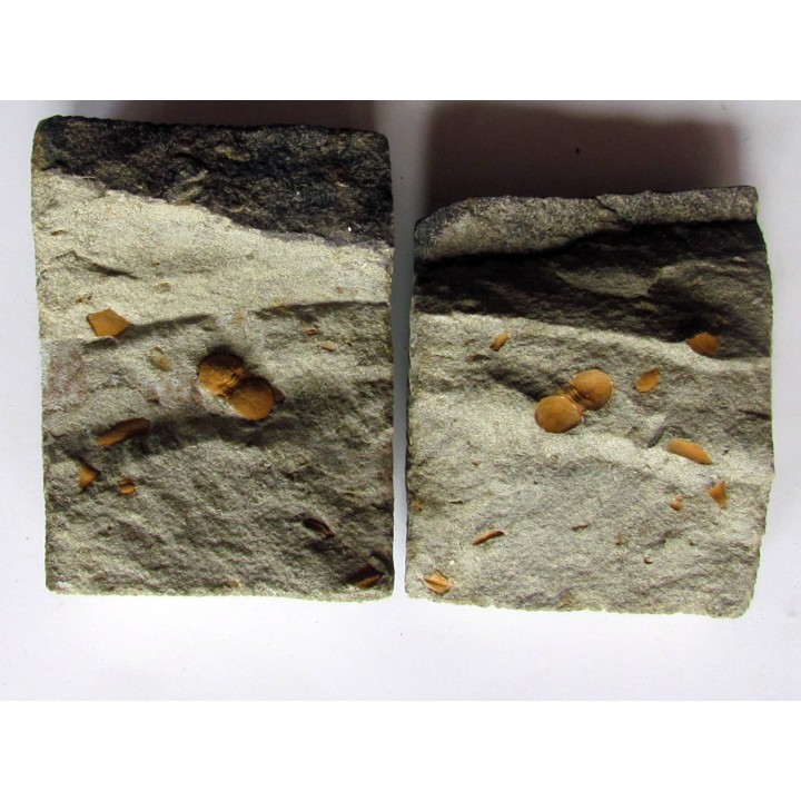 Morocconus notabilis (6)