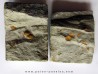 Morocconus notabilis (6)