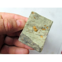 Morocconus notabilis (6)