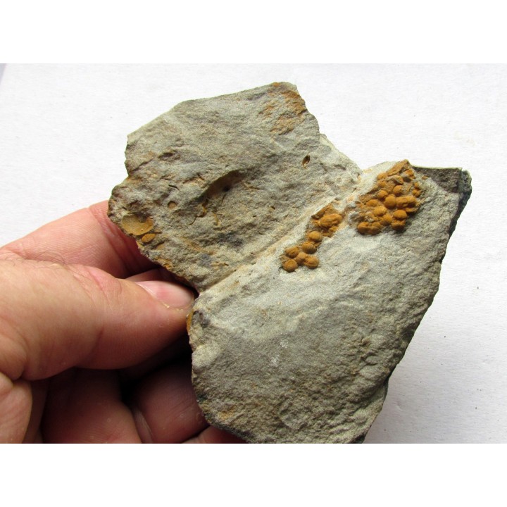 Morocconus notabilis (7)