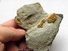 Morocconus notabilis (7)