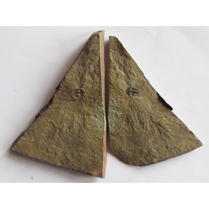 Amecephalus Packi  (1)