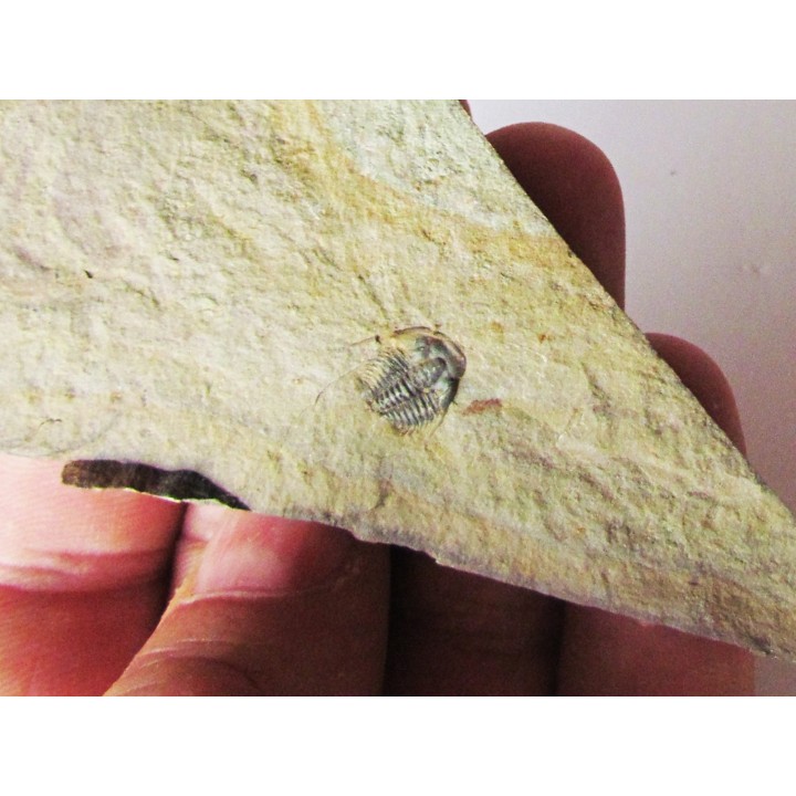 Amecephalus Packi  (1)