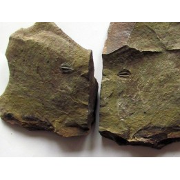 Amecephalus Packi  (2)