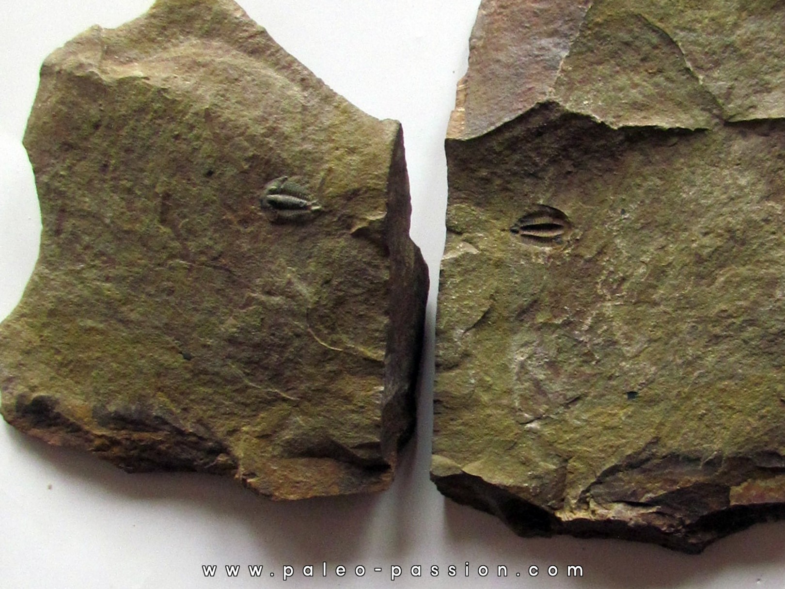 Amecephalus Packi (2)