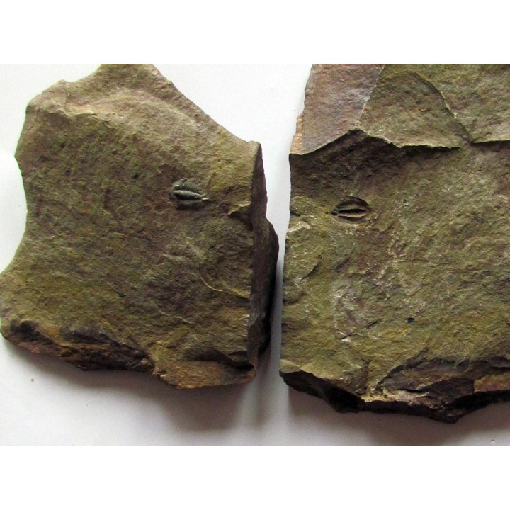 Amecephalus Packi  (2)