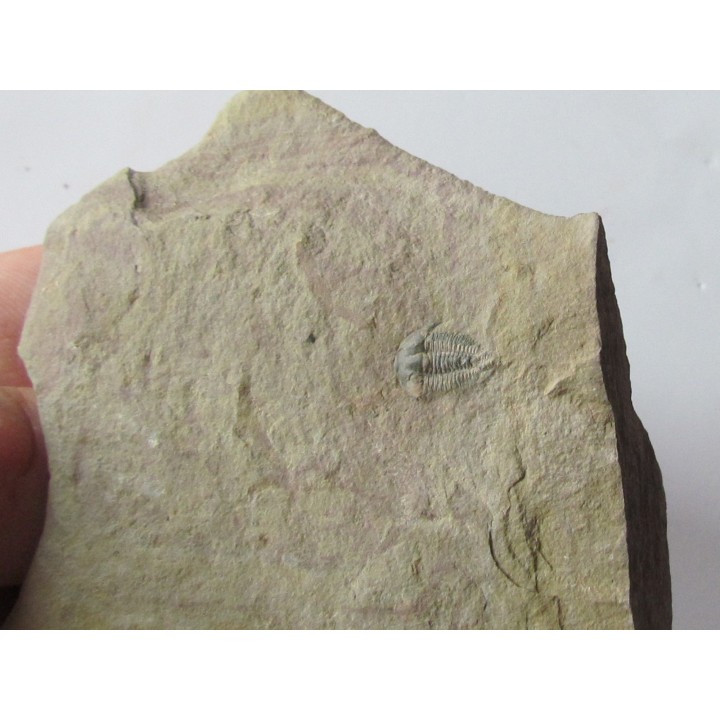 Amecephalus Packi  (2)