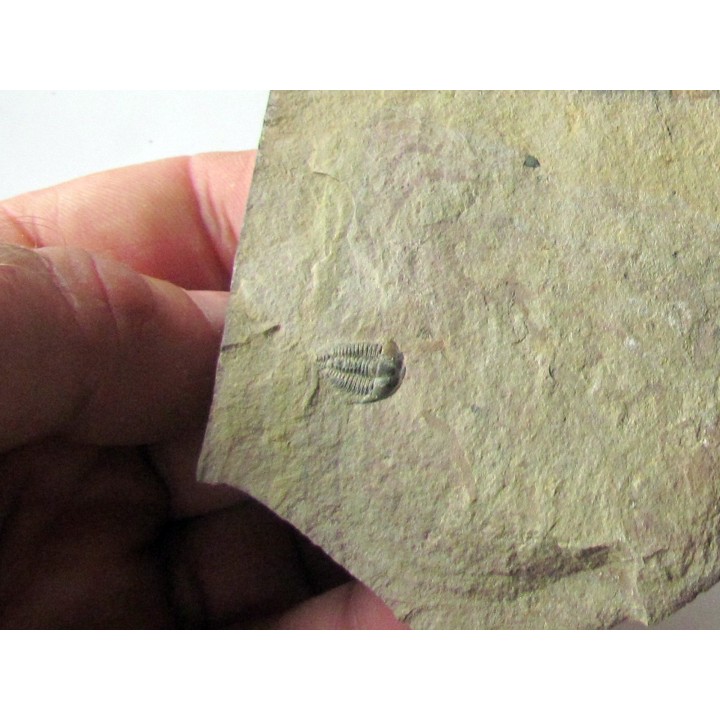 Amecephalus Packi  (2)