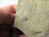 Amecephalus Packi (2)