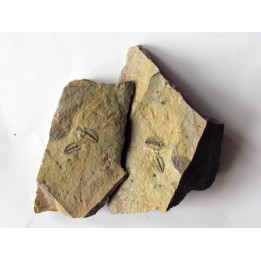 Amecephalus Packi  (3)