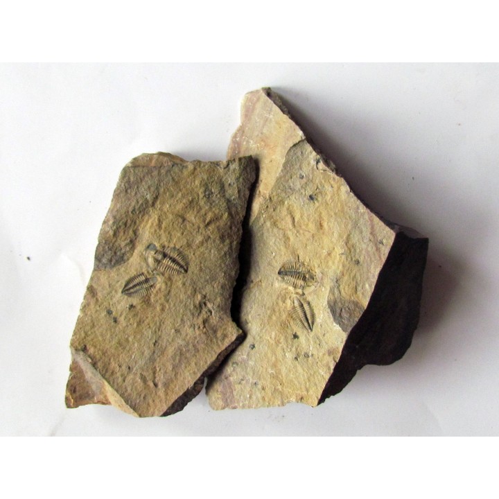 Amecephalus Packi  (3)