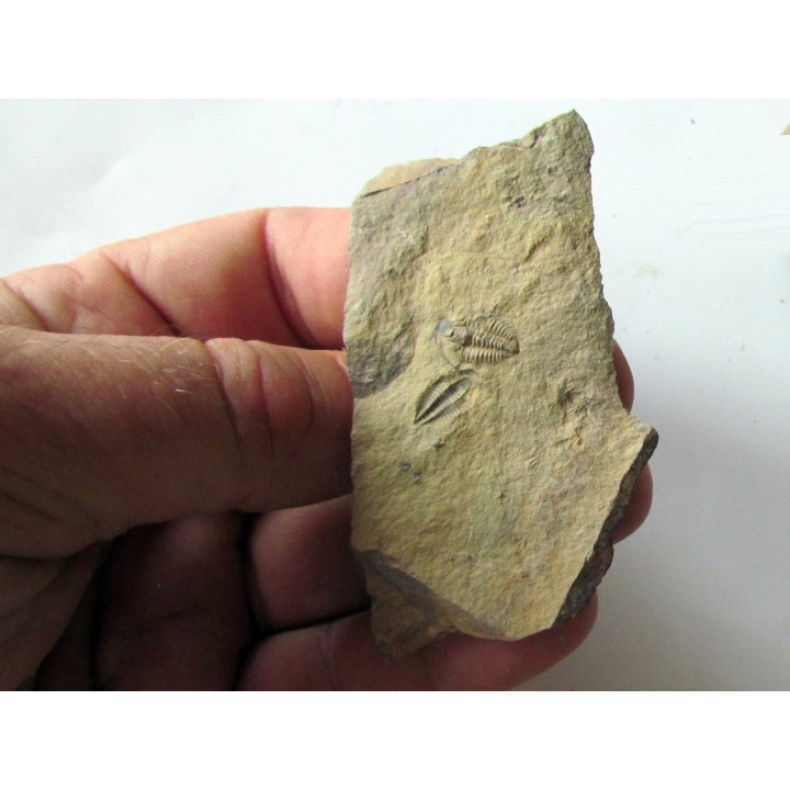 Amecephalus Packi  (3)