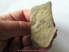 Amecephalus Packi  (3)