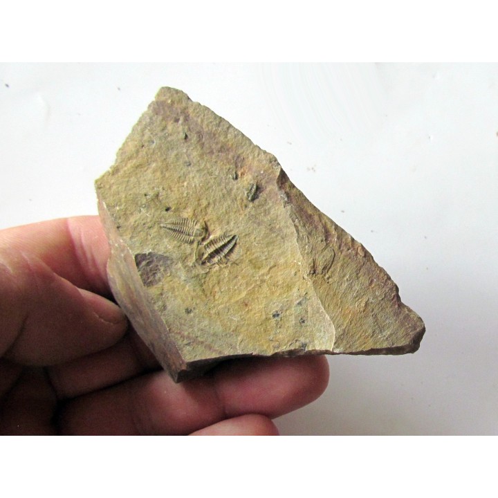 Amecephalus Packi  (3)