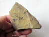 Amecephalus Packi  (3)