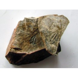 Amecephalus Packi  (4)