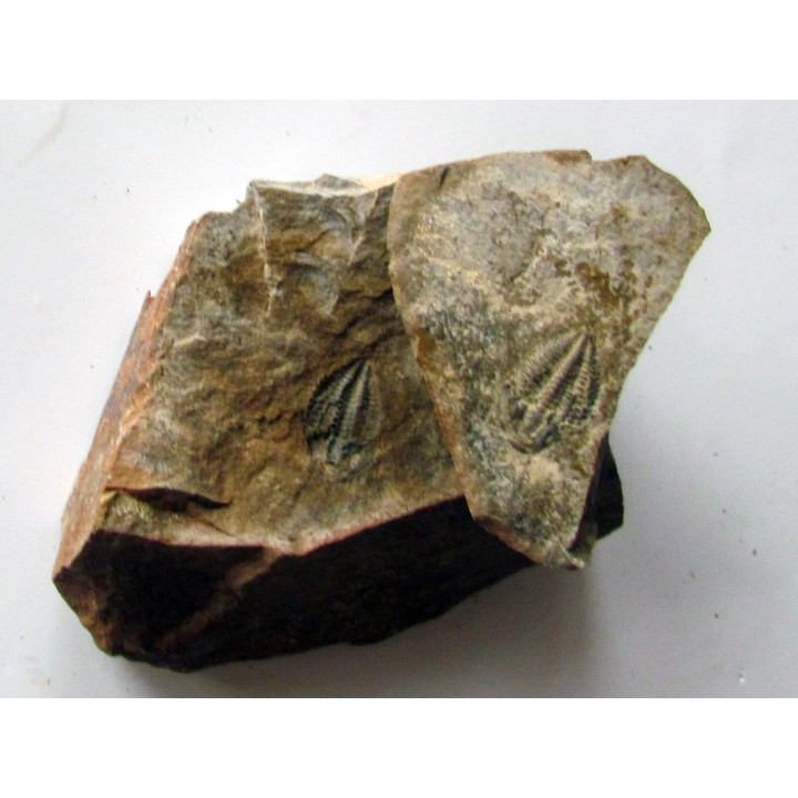 Amecephalus Packi  (4)