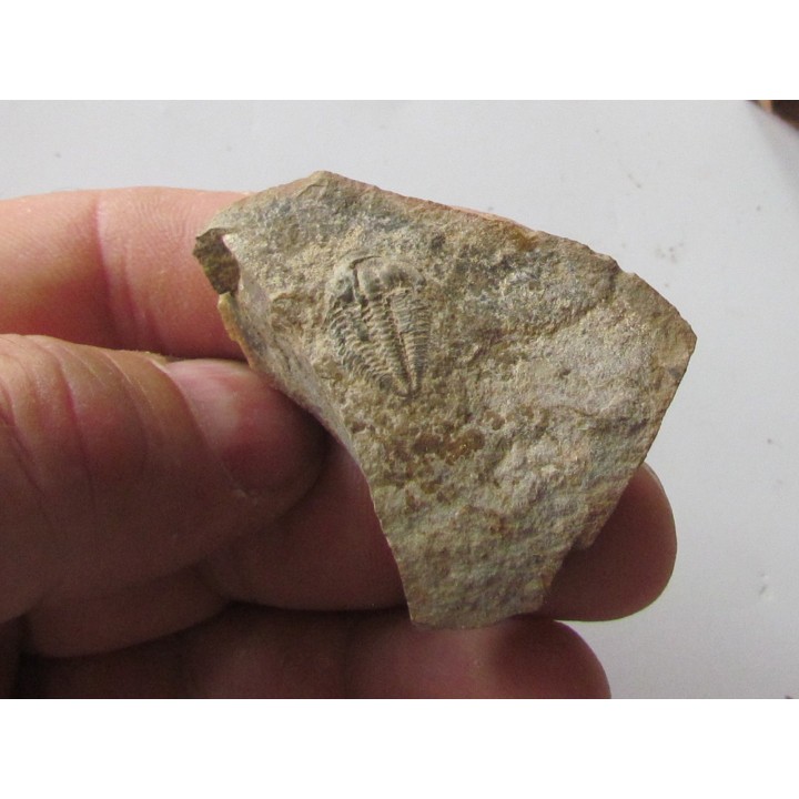 Amecephalus Packi  (4)