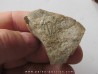 Amecephalus Packi  (4)