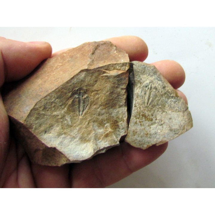 Amecephalus Packi  (4)