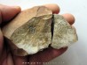 Amecephalus Packi  (4)