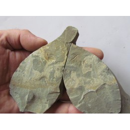 Olenellus Chiefensis  (1)