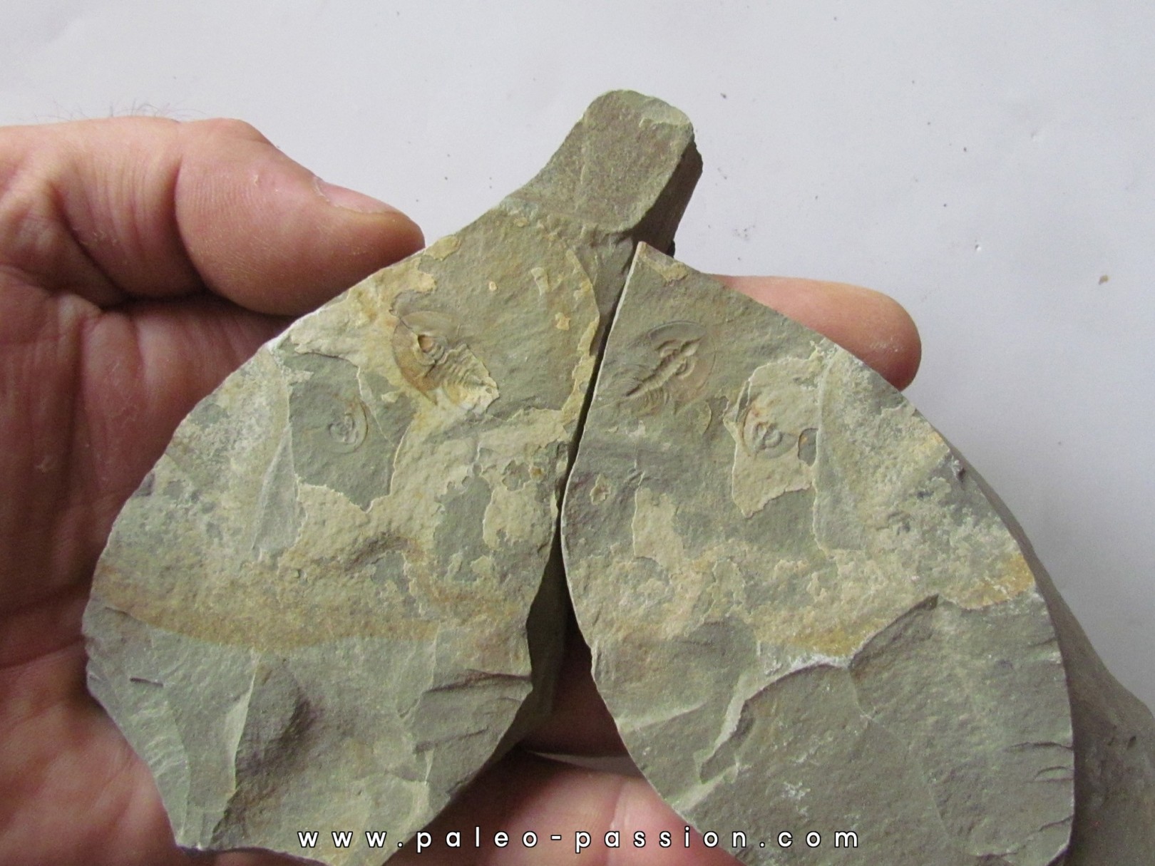 Olenellus Chiefensis (1)