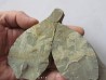 Olenellus Chiefensis (1)
