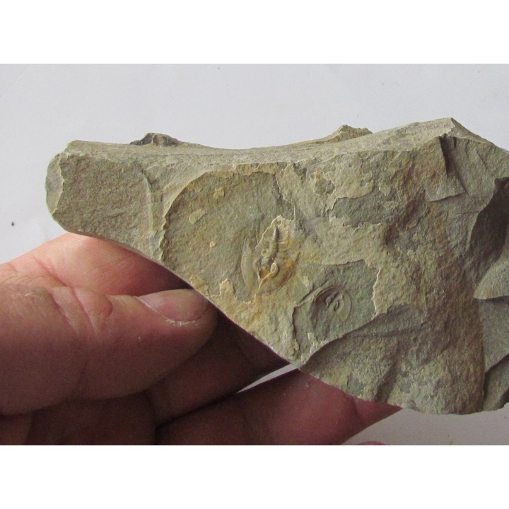 Olenellus Chiefensis  (1)