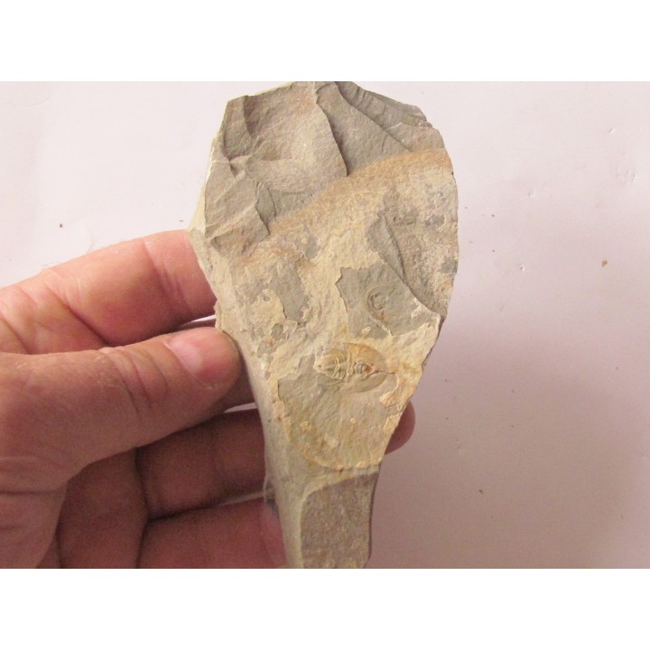 Olenellus Chiefensis  (1)