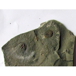 Olenellus Gilberti  (1)