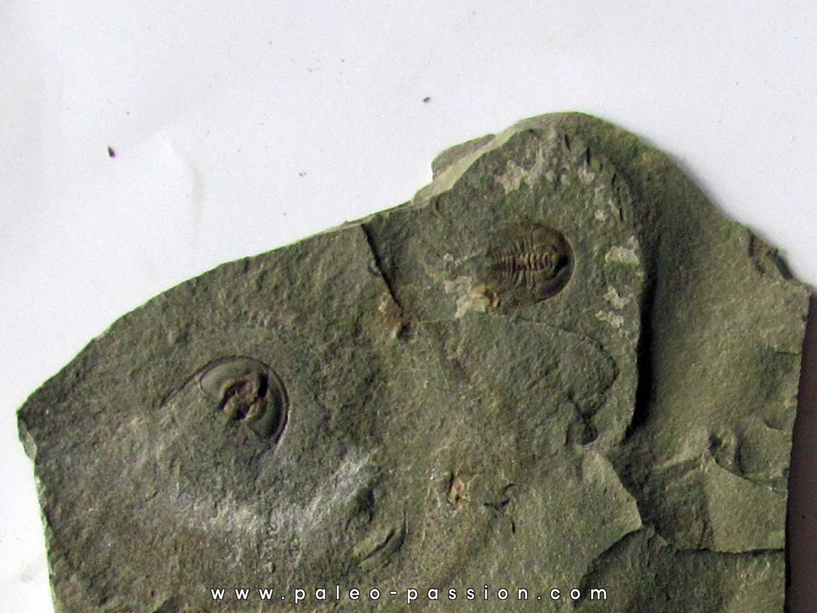 Olenellus Gilberti (1)