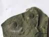 Olenellus Gilberti (1)