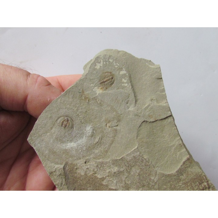 Olenellus Gilberti  (1)