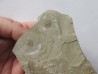 Olenellus Gilberti (1)