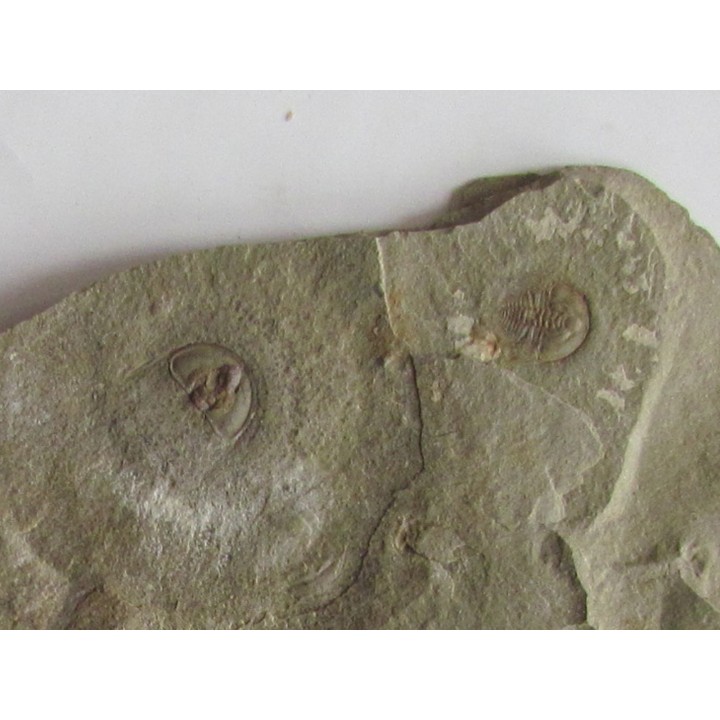Olenellus Gilberti  (1)