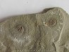 Olenellus Gilberti (1)