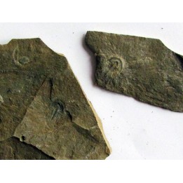 Olenellus Gilberti  (2)