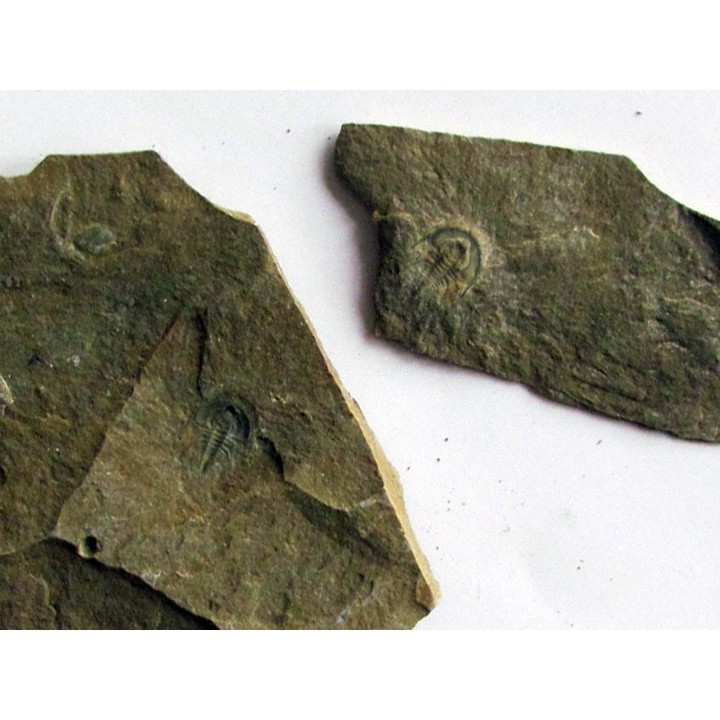 Olenellus Gilberti  (2)